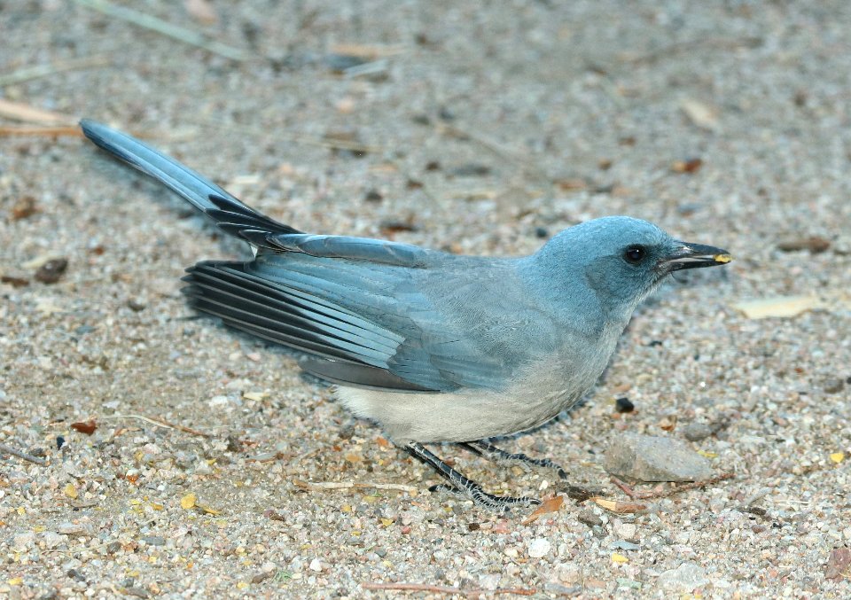 643 - MEXICAN JAY (11-13-2018) cave creek, cochise co, az -04