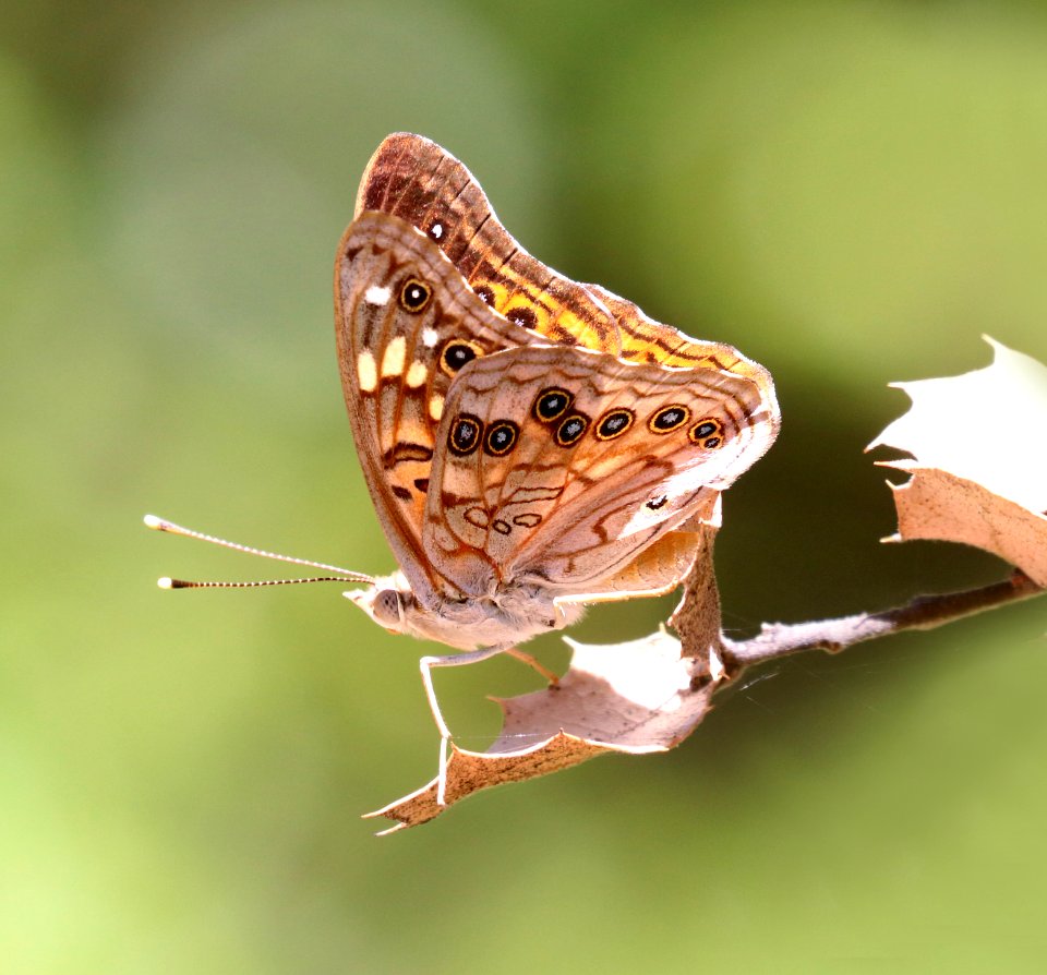 EMPEROR, HACKBERRY (Asterocampa celtis) (5-25-2020) oracle, pinal co, az -02