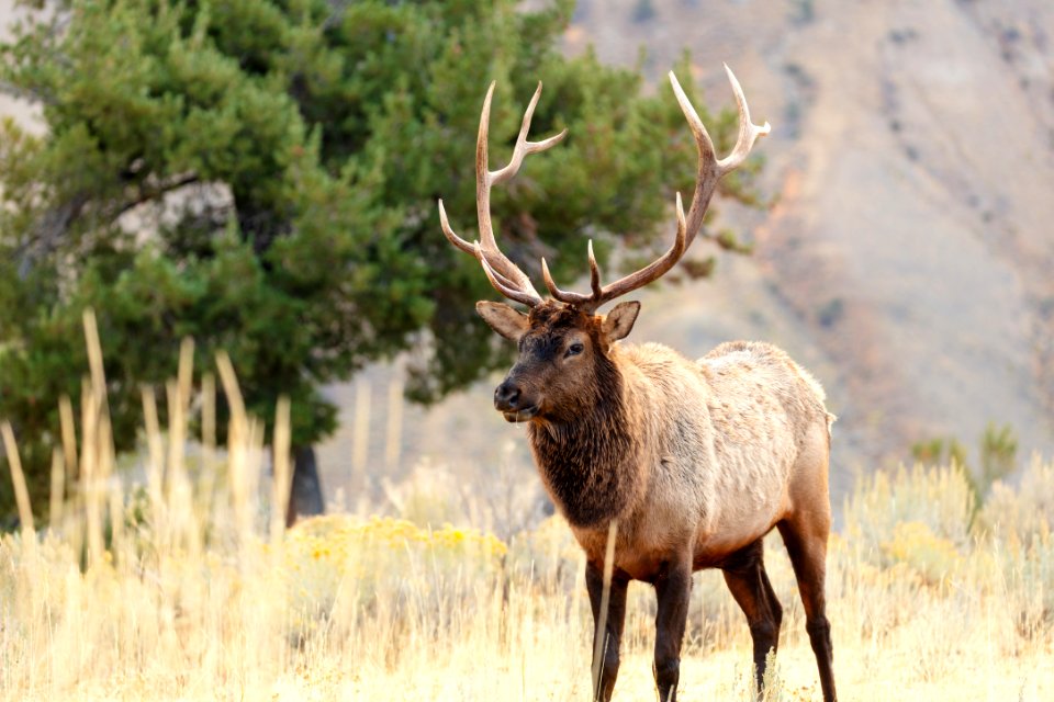 Bull elk in Mammoth Hot Springs