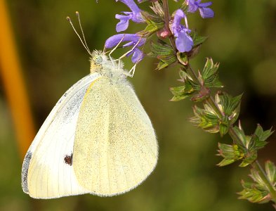 WHITE, CABBAGE (Pieris rapae) (8-15-09) pepperill, ma photo