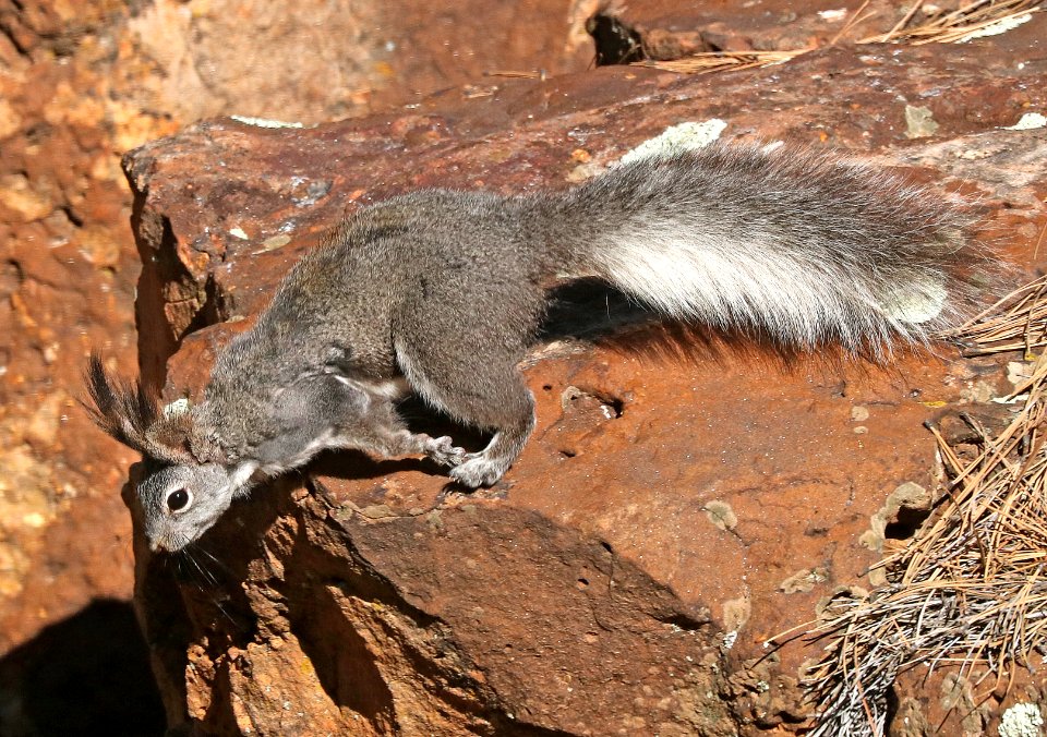 SQUIRREL, ABERT'S (Sciurus aberti navajo) (5-16-2017) devil's canyon c g, san juan co, ut