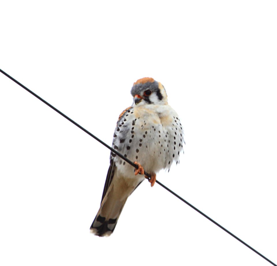 American kestrel in Gardiner Basin