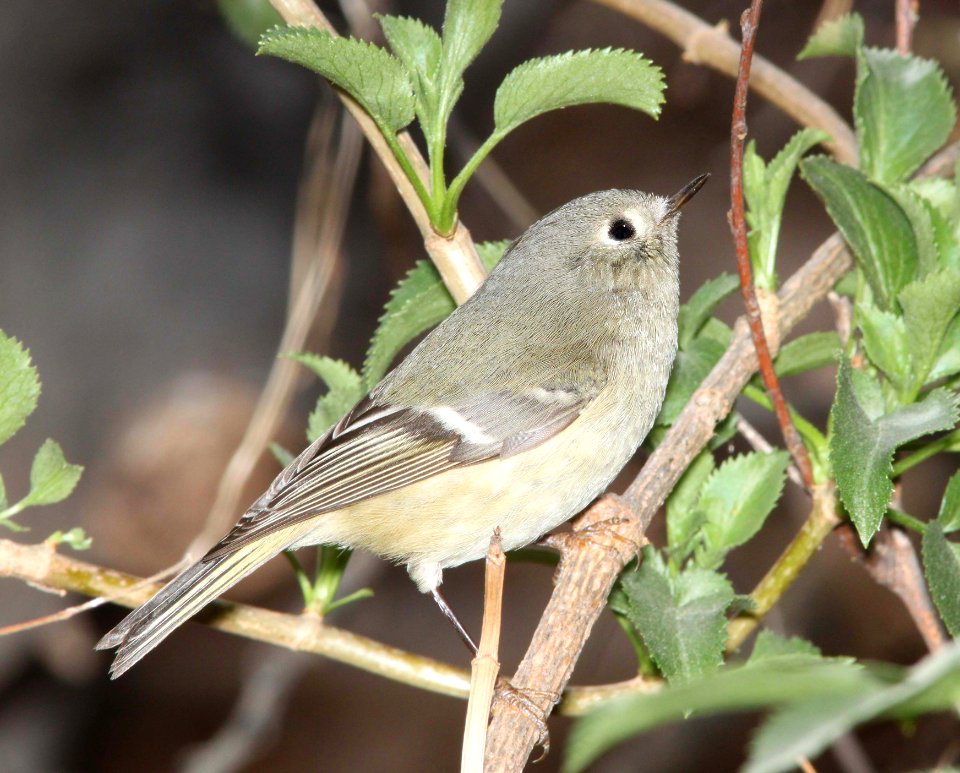 708 - RUBY-CROWNED KINGLET (1-31-12) de anza trail, carmen, scc, az -01