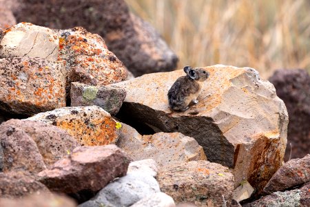 Pika perched on a rock in Mammoth Hot Springs photo