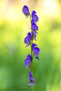 Columbian monkshood - Aconitum Columbianum