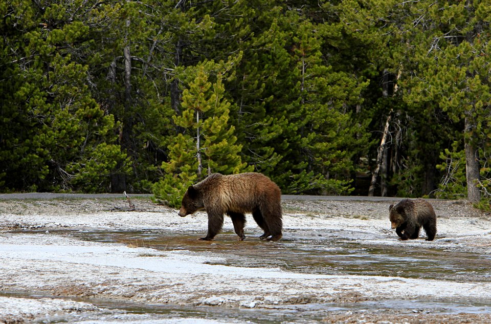 Grizzly Near Daisy Geyser