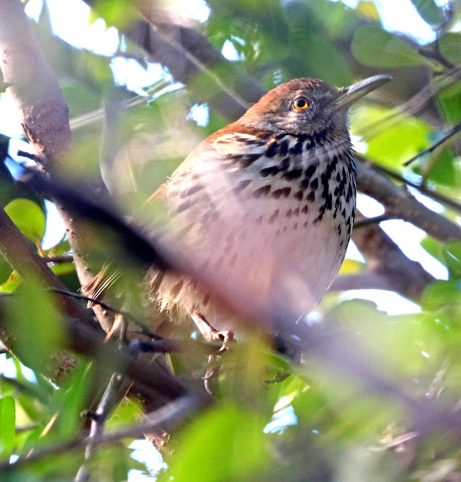 764 - BROWN THRASHER (1-24-2017) santa gertrudis lane, tumacacori, santa cruz co, az -02
