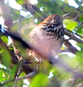 764 - BROWN THRASHER (1-24-2017) santa gertrudis lane, tumacacori, santa cruz co, az -02