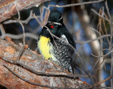 SAPSUCKER, WILLIAMSON'S (12-15-10) kino springs, scc, az -01