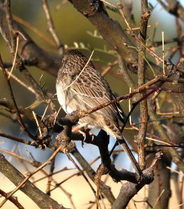 868 - CASSIN'S SPARROW (1-17-2017) lake patagonia ranch estates, santa cruz co, az -03