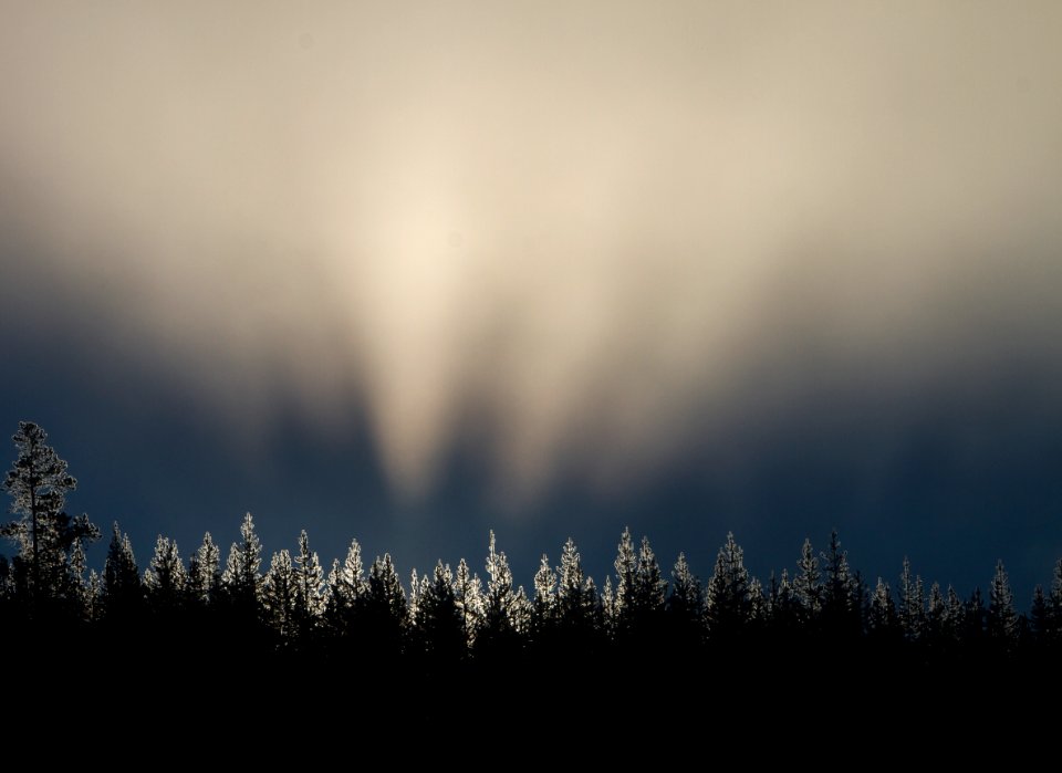 Sunrise through lodgepole pines near Nymph Lake