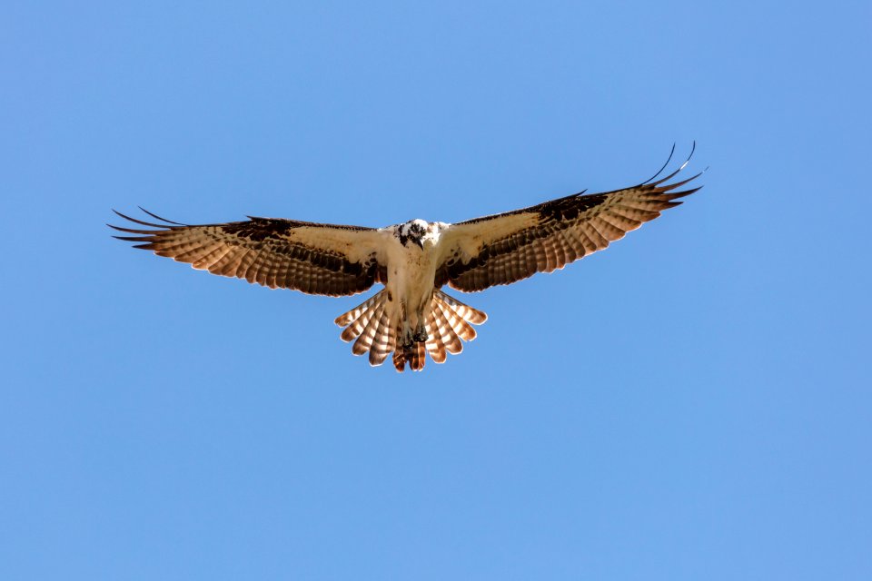 An osprey (Pandion haliaetus) kiting above the Gardner River