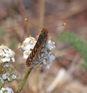 CHECKERSPOT, VARIABLE (Euphydryas chalcedona) (7-13-2020) 9172 ft, apache railroad multi-use trailhead, 16 miles west of eagar, apache co, az -03