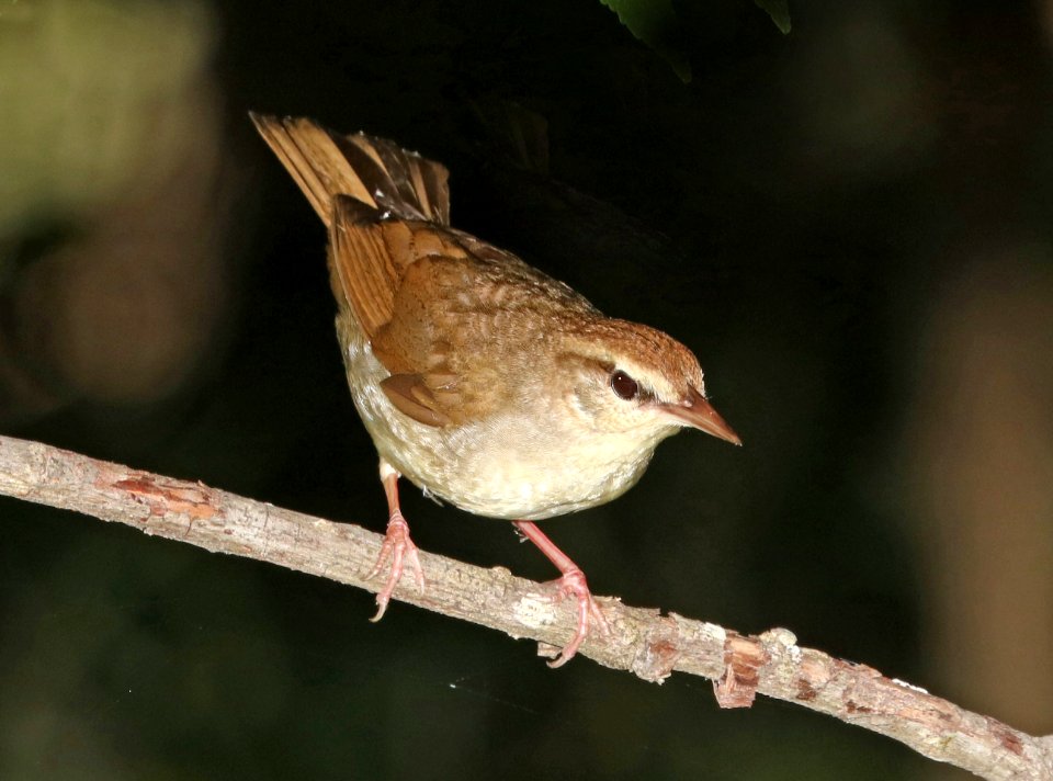 805 - SWAINSON'S WARBLER (6-4-2017) railroad ditch road, great dismal swamp nwr, virginia -05