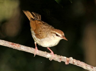 805 - SWAINSON'S WARBLER (6-4-2017) railroad ditch road, great dismal swamp nwr, virginia -05