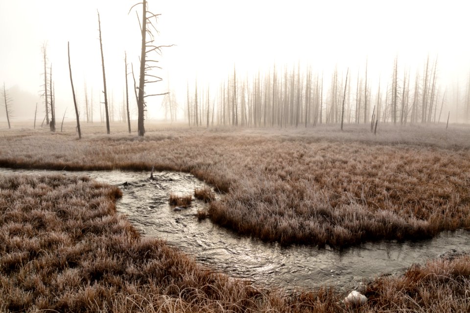 Foggy morning at Tangled Creek (2)