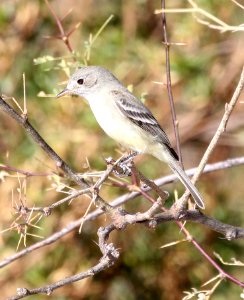 581 - GRAY FLYCATCHER (1-25-2018) patagonia lake, santa cruz co, az -01