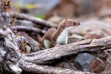 Short-tailed weasel on the ground photo