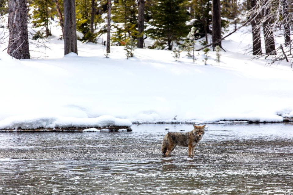 Coyote fishing in Madison River