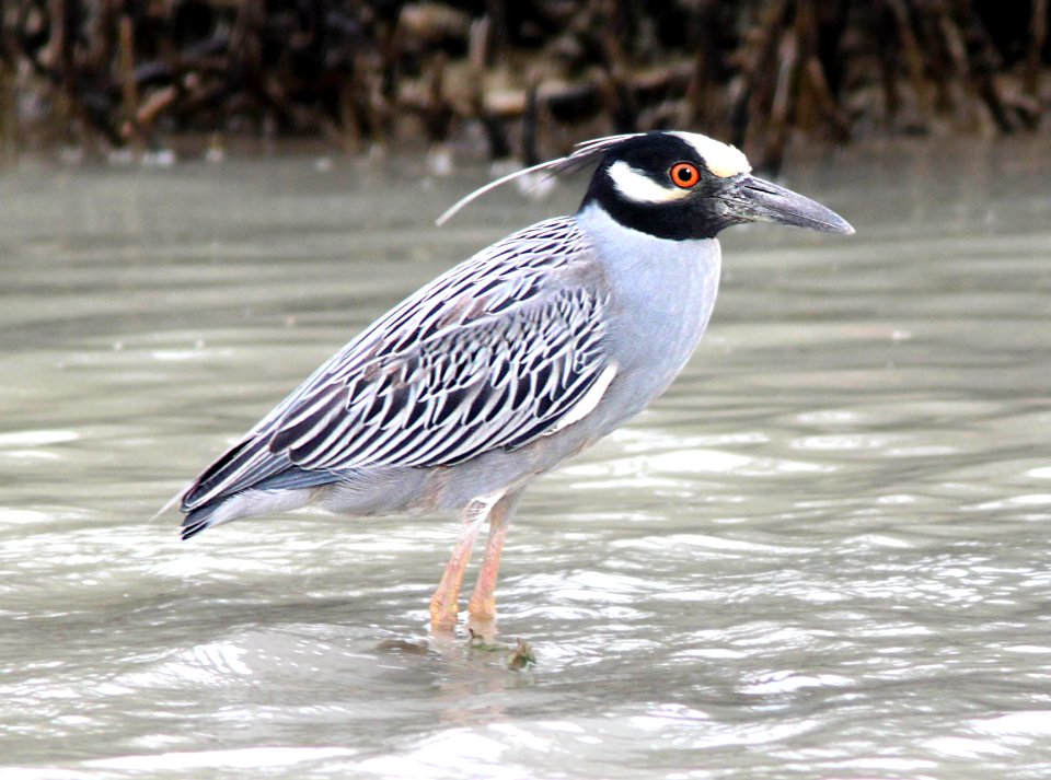 196 - YELLOW-CROWNED NIGHT-HERON (3-3-12) near san isabel, tx  (1)