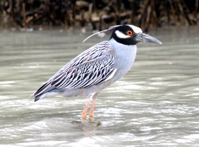 196 - YELLOW-CROWNED NIGHT-HERON (3-3-12) near san isabel, tx  (1)