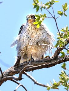 218 - NORTHERN GOSHAWK (6-3-2016) harshaw road, patagonia mts, santa cruz co, az -02