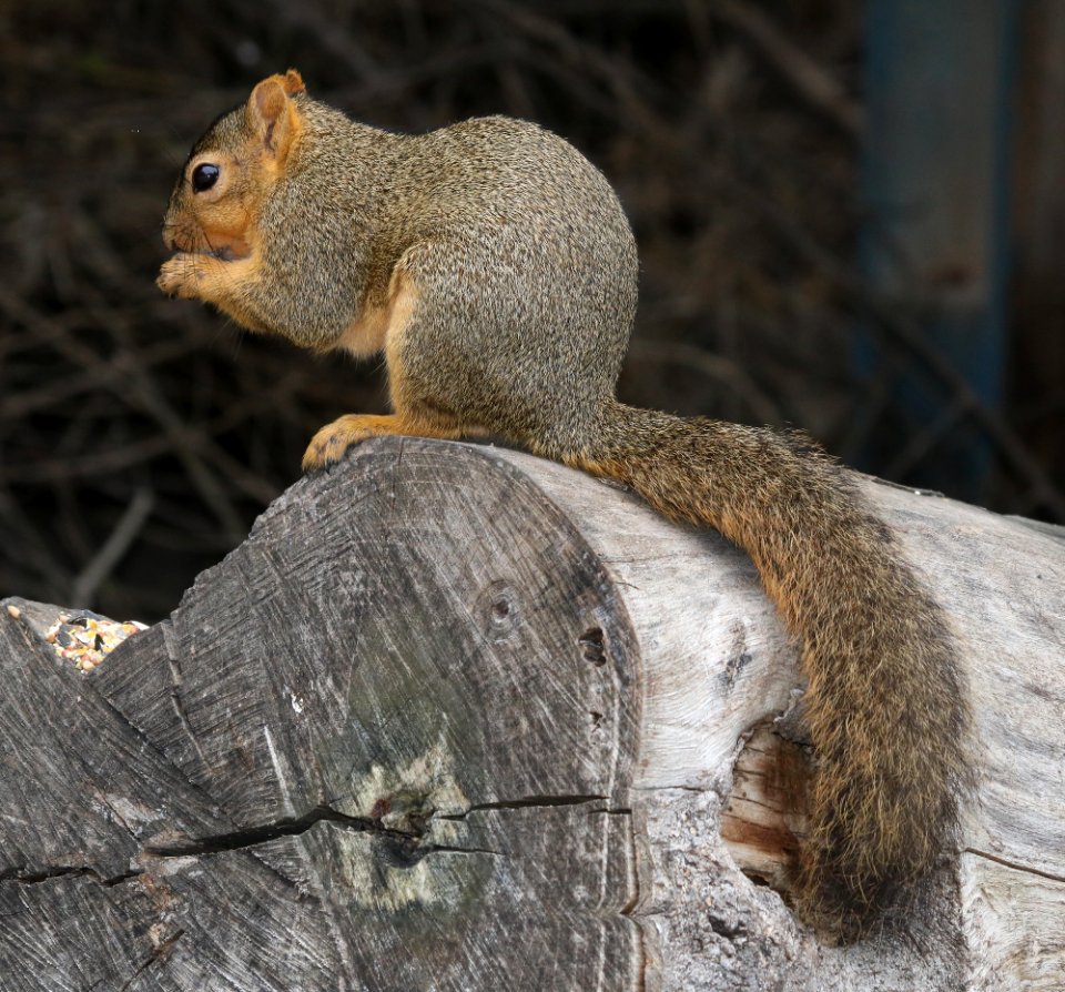 SQUIRREL, EASTERN FOX (Sciurus niger) (11-14-2016) national butterfly center, missin, hidalgo co, tx (2)