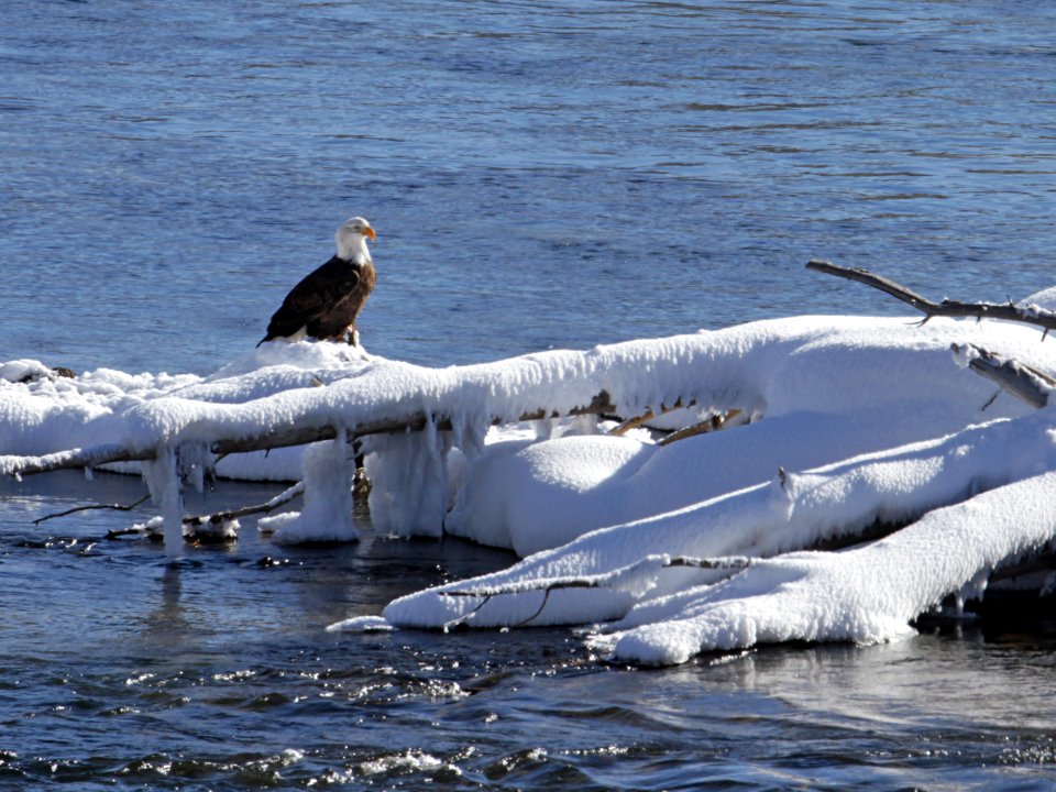 Bald Eagle