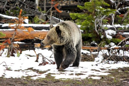 Grizzly bear photo