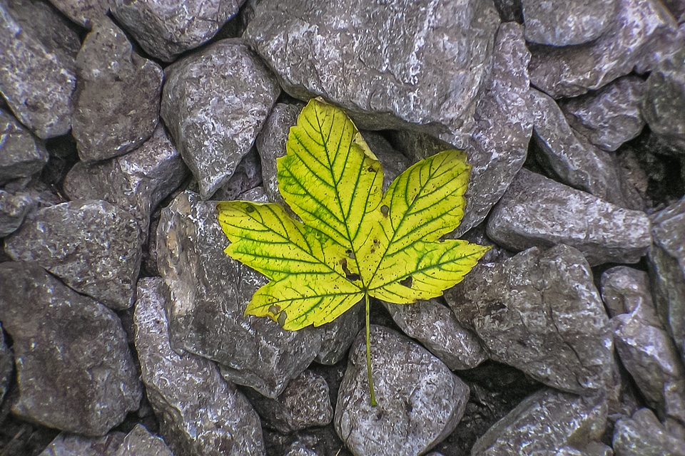 Letter stones nature