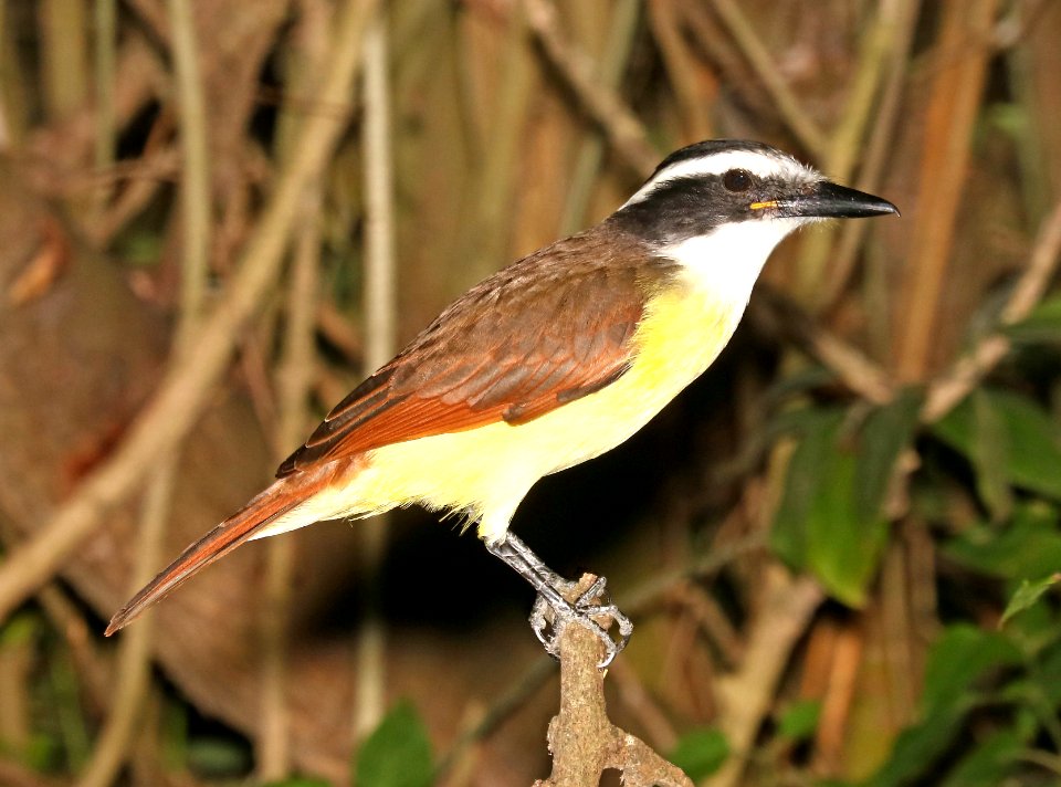 596 - GREAT KISKADEE (11-6-2016) convention center, south padre island, cameron co, tx -01