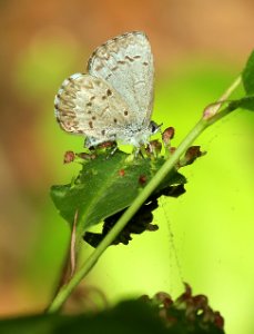 AZURE, SPRING (Celastrina ladon) (6-2-2018) crawford co, mi -02 photo