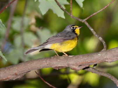 847 - CANADA WARBLER (5-23-2015) worcester co, ma -07 photo