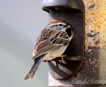 Chipping Sparrow