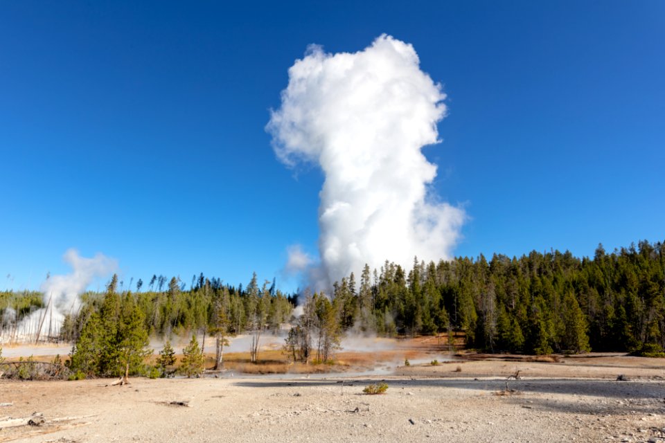 Steamboat Geyser erupts into the air on a clear morning