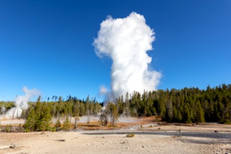 Steamboat Geyser erupts into the air on a clear morning