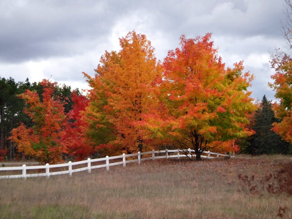 Submitted by Monica Herman