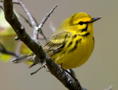 Prairie Warbler