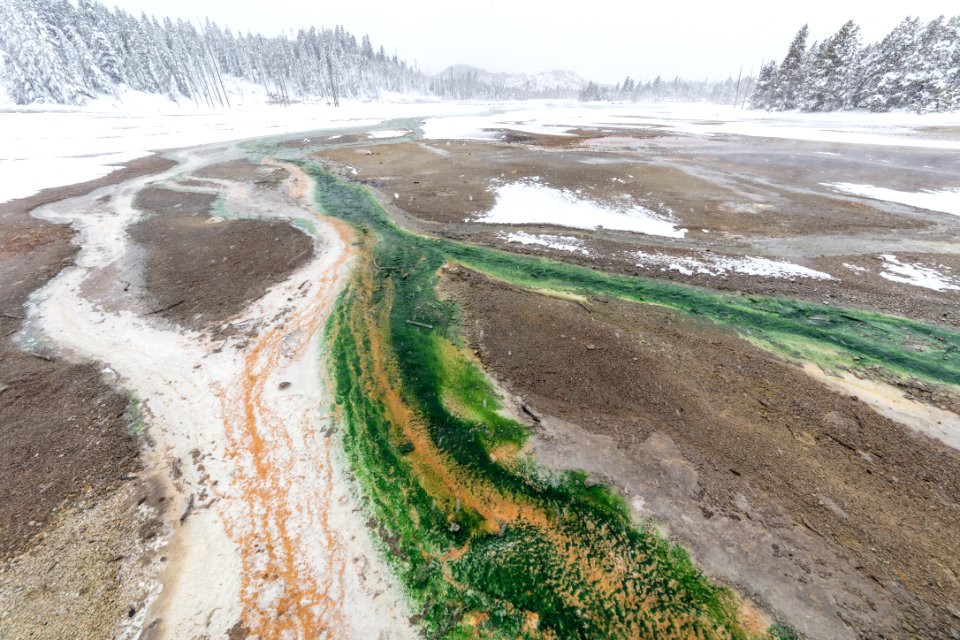 Norris Geyser Basin thermophile streams