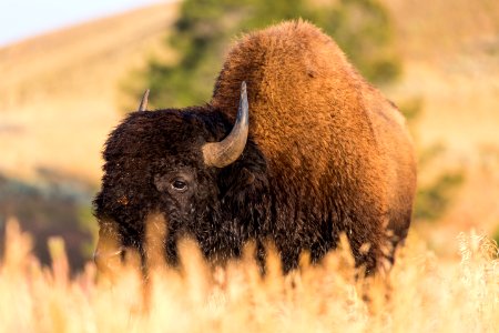 Bison, Blacktail Deer Plateau