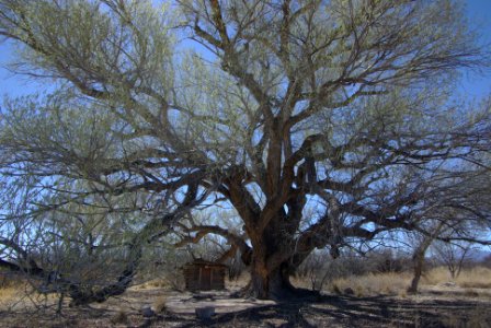 COTTONWOOD at SAN PEDRO HOUSE, AZ