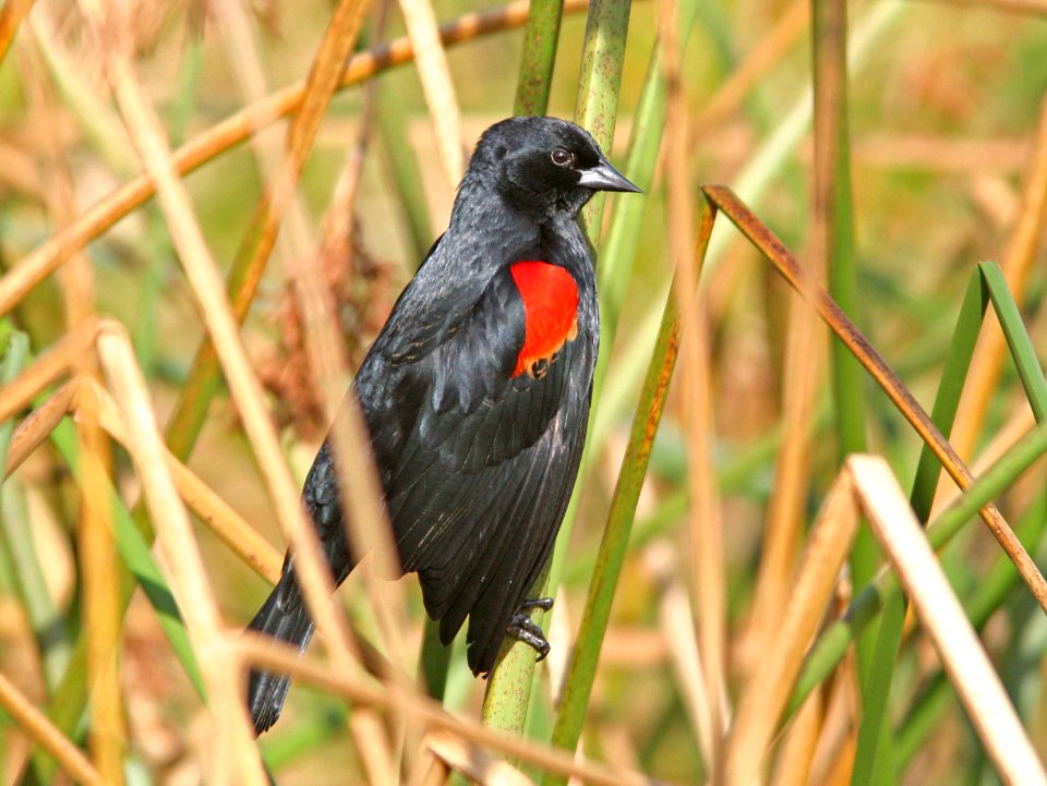 BLACKBIRD, RED-WINGED (1-7-08)