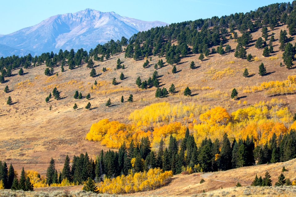 Electric Peak from the Custer Gallatin National Forest