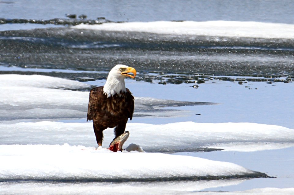 Bald eagle feeding on a lake trout on Lewis Lake