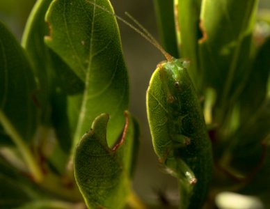 Timema cristinae 'Ceanothus' female