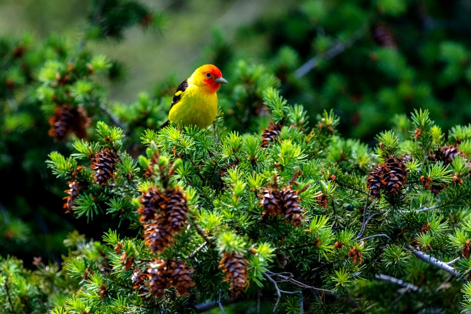 Western Tanager (Piranga ludoviciana) perched on a limb