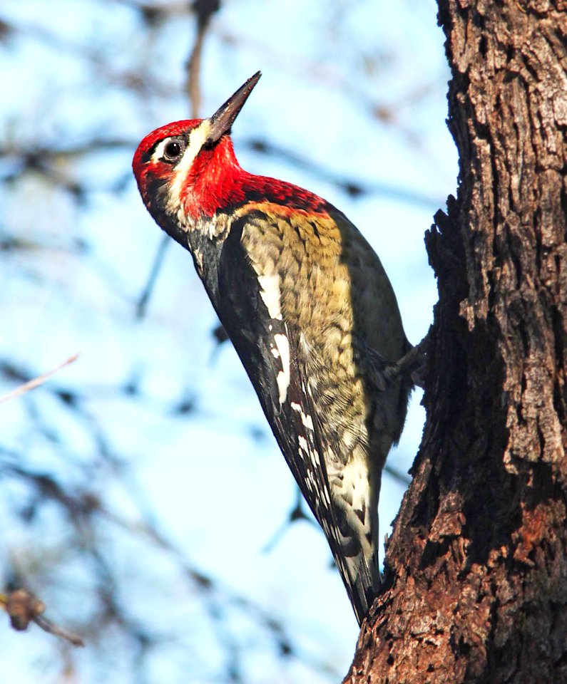 530 x 531 - RED-NAPED X RED-BREASTED SAPSUCKER (10 -7-10) pena blanca lake, scc, az  (3)
