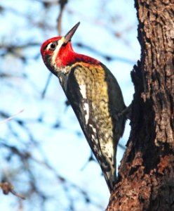 530 x 531 - RED-NAPED X RED-BREASTED SAPSUCKER (10 -7-10) pena blanca lake, scc, az  (3)