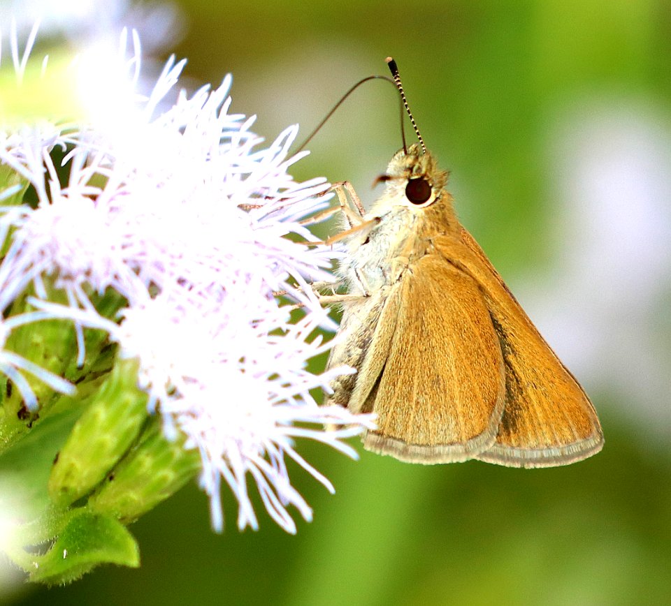 SKIPPER, JULIA'S (Nastra julia) (10-25-2020) palo alto national historic site , cameron co, tx -01