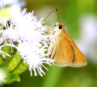 SKIPPER, JULIA'S (Nastra julia) (10-25-2020) palo alto national historic site , cameron co, tx -01